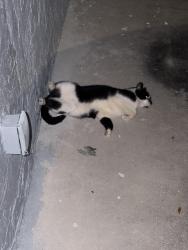 Found/Stray Unknown Cat last seen Fort Lauderdale, Fort Lauderdale, FL 33311