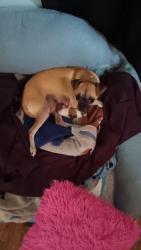 Reunited Female Dog last seen Central and 156, Compton, CA 90220