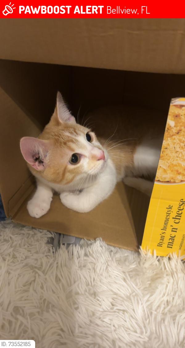 Lost Female Cat last seen Keegun Loop, Bellview, FL 32526