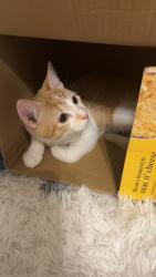 Lost Female Cat last seen Keegun Loop, Bellview, FL 32526