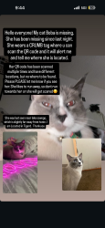 Reunited Female Cat last seen Meadows rd by applebees, Lake Oswego, OR 97035