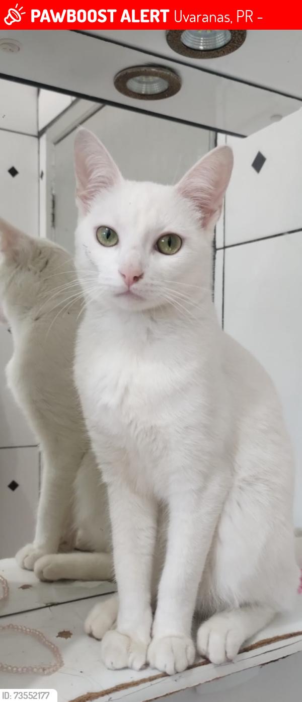 Lost Female Cat last seen Rua:Pastor pitta, Uvaranas, PR 