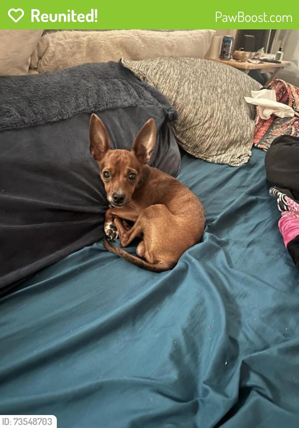 Reunited Male Dog last seen NE 107th St & 144th Ave, Vancouver, WA 98682