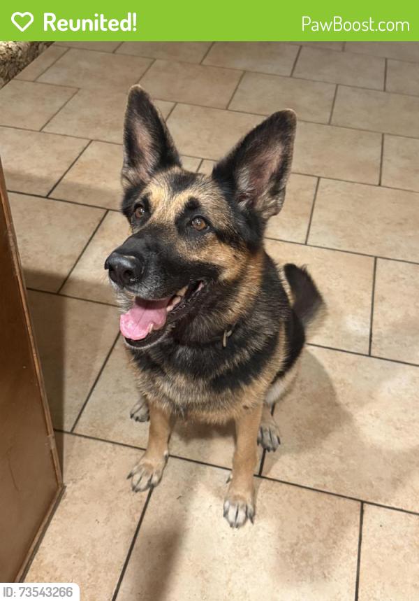 Reunited Female Dog last seen Bell and 66th st, Phoenix, AZ 85254