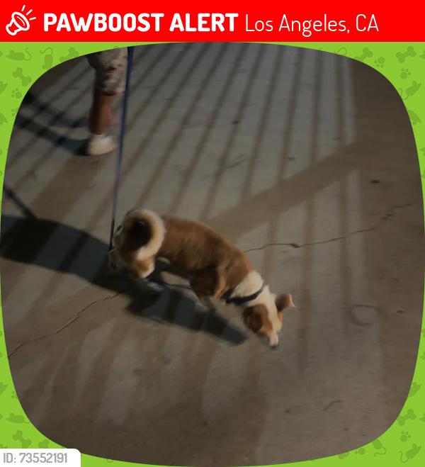 Lost Male Dog last seen Main & sanpedro, Los Angeles, CA 90011