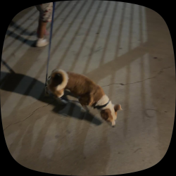 Lost Male Dog last seen Main & sanpedro, Los Angeles, CA 90011