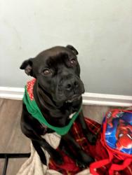 Lost Female Dog last seen North Harrison road, Stone Mountain, GA 30083