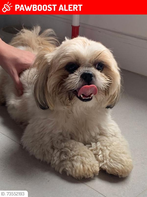 Lost Female Dog last seen R. Augusto Boralli - Assunção, São Bernardo do Campo - SP, 09810-735, Jardim Via Anchieta, SP 09810-735