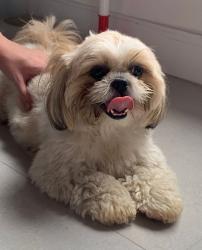 Lost Female Dog last seen R. Augusto Boralli - Assunção, São Bernardo do Campo - SP, 09810-735, Jardim Via Anchieta, SP 09810-735