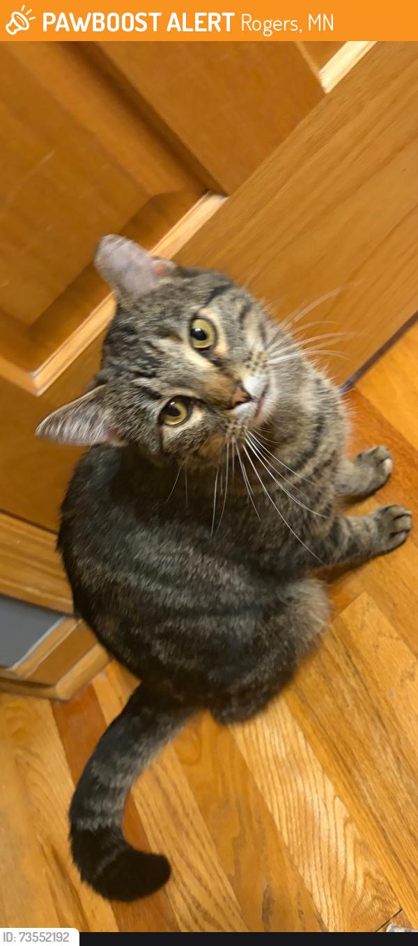 Found/Stray Unknown Cat last seen Rogers highschool, Rogers, MN 55374