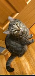 Found/Stray Unknown Cat last seen Rogers highschool, Rogers, MN 55374