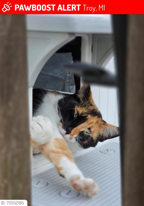 Lost Female Cat last seen Maple and Livernois, Troy, MI 48083