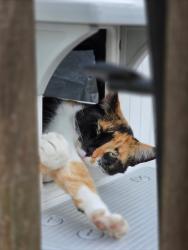 Lost Female Cat last seen Maple and Livernois, Troy, MI 48083