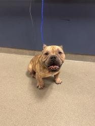 Shelter Stray Male Dog last seen Near BLOCK MIAMI LAKES DR E, 3599 NW 79th Ave, Doral, FL 33122, USA