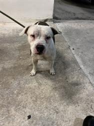 Shelter Stray Male Dog last seen Near BLOCK NW 51 ST, 3599 NW 79th Ave, Doral, FL 33122, USA
