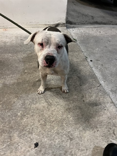 Shelter Stray Male Dog last seen Near BLOCK NW 51 ST, 3599 NW 79th Ave, Doral, FL 33122, USA