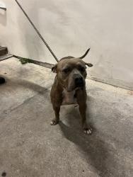 Shelter Stray Female Dog last seen Near BLOCK NW 51 ST, 3599 NW 79th Ave, Doral, FL 33122, USA