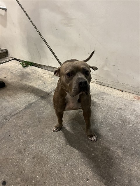 Shelter Stray Female Dog last seen Near BLOCK NW 51 ST, 3599 NW 79th Ave, Doral, FL 33122, USA