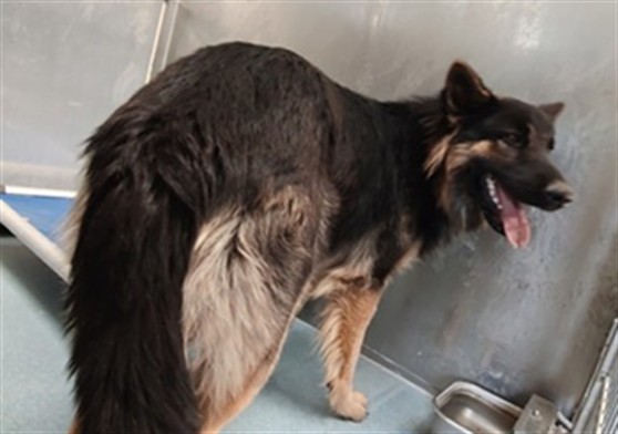 Shelter Stray Unknown Dog last seen , 4275 Elton St, Baldwin Park, CA 91706, USA