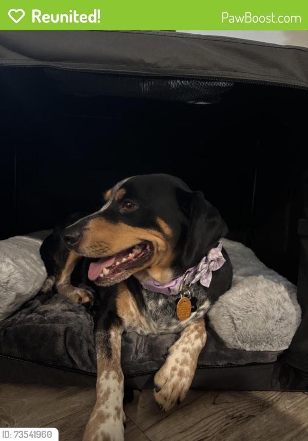 Reunited Female Dog last seen Bayhill drive and old Keith bridge road, Gainesville, GA 30506