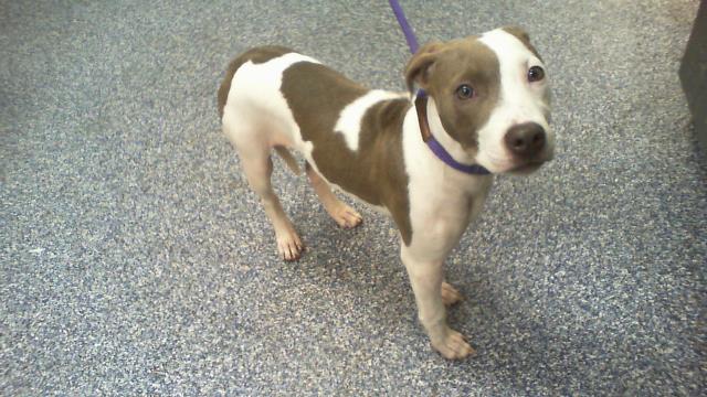 Shelter Stray Female Dog last seen CHARLOTTE, 8315 Byrum Dr, Charlotte, NC 28217, USA