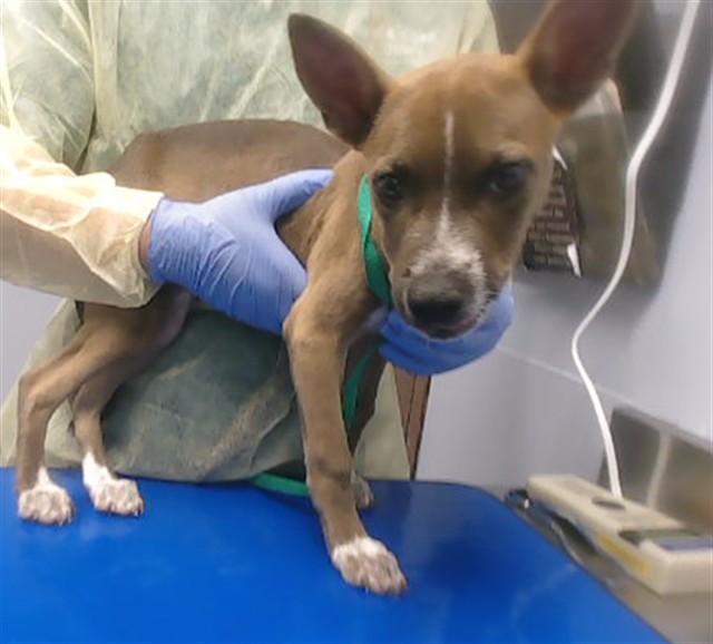 Shelter Stray Female Dog last seen ROSEMONT DR AND 13TH DR, 2500 S 27th Ave, Phoenix, AZ 85009, USA