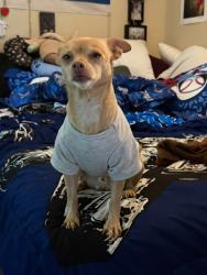 Lost Male Dog last seen Miller landing, Davenport, FL 33837