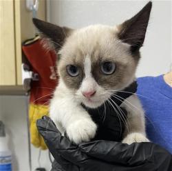Shelter Stray Male Cat last seen , 600 Aviation Dr, Camarillo, CA 93010, USA