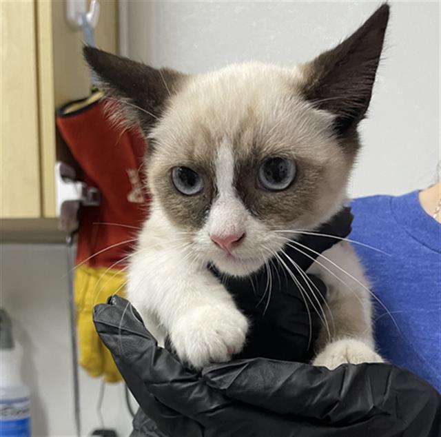 Shelter Stray Male Cat last seen , 600 Aviation Dr, Camarillo, CA 93010, USA