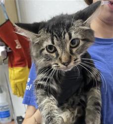 Shelter Stray Male Cat last seen , 600 Aviation Dr, Camarillo, CA 93010, USA