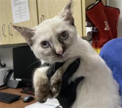 Shelter Stray Female Cat last seen , 600 Aviation Dr, Camarillo, CA 93010, USA