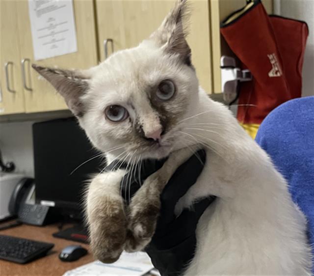 Shelter Stray Female Cat last seen , 600 Aviation Dr, Camarillo, CA 93010, USA