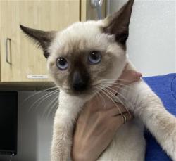 Shelter Stray Female Cat last seen , 600 Aviation Dr, Camarillo, CA 93010, USA