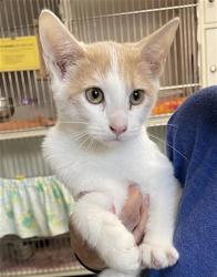 Shelter Stray Male Cat last seen , 600 Aviation Dr, Camarillo, CA 93010, USA