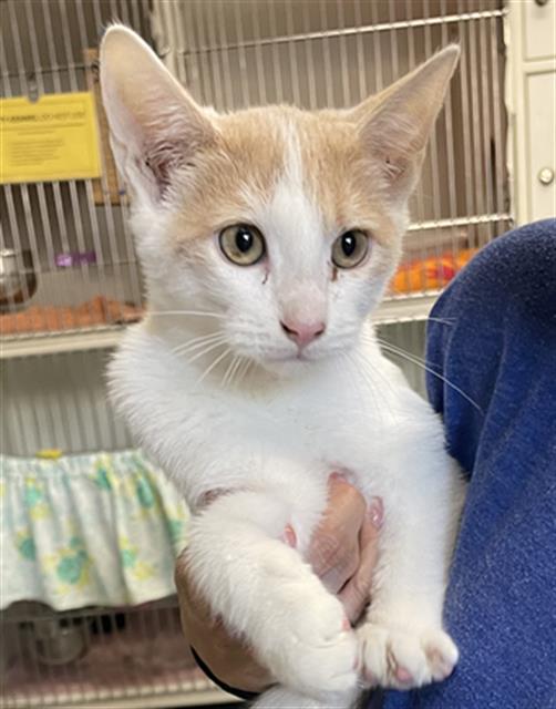 Shelter Stray Male Cat last seen , 600 Aviation Dr, Camarillo, CA 93010, USA