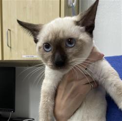Shelter Stray Male Cat last seen , 600 Aviation Dr, Camarillo, CA 93010, USA
