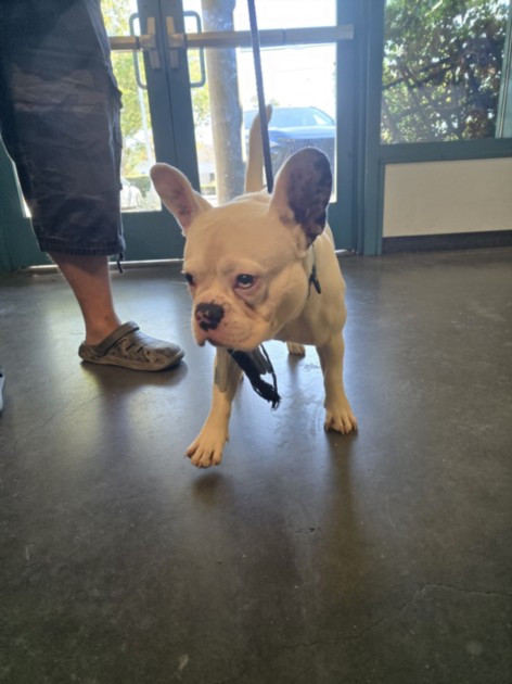 Shelter Stray Male Dog last seen , West Valley Animal Shelter, 20655 Plummer St, Chatsworth, CA 91311, USA