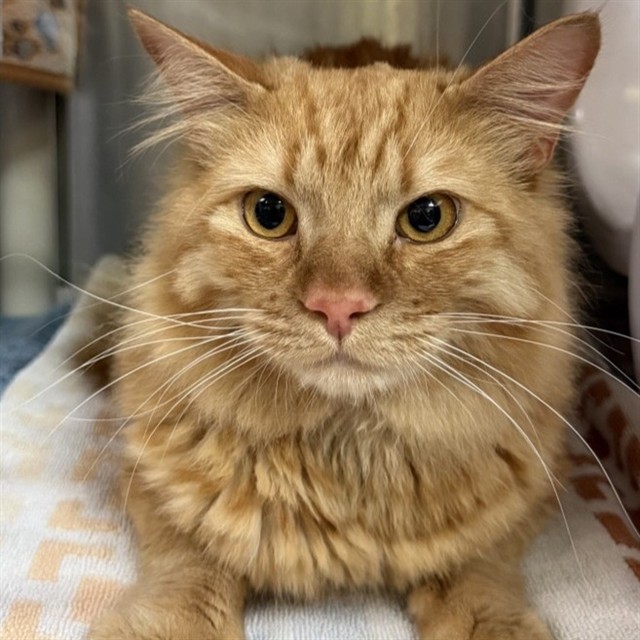 Shelter Stray Male Cat last seen , 1590 Fortmann Way, Alameda, CA 94501, USA