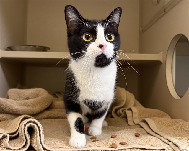 Shelter Stray Unknown Cat last seen Near BLOCK W 13TH AVE, DENVER CO 80204, 1241 W Bayaud Ave, Denver, CO 80223, USA