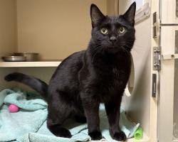 Shelter Stray Unknown Cat last seen Near BLOCK WADSWORTH PKWY, WESTMINSTER CO 80021, 1241 W Bayaud Ave, Denver, CO 80223, USA
