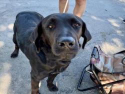 Shelter Stray Male Dog last seen , 333 Chandler Pl, San Bernardino, CA 92408, USA
