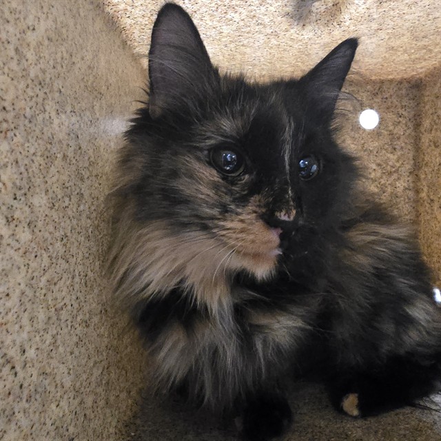 Shelter Stray Unknown Cat last seen Near BLOCK W 38TH AVE, DENVER, CO 80211-2224, UNITED STATES, 1241 W Bayaud Ave, Denver, CO 80223, USA
