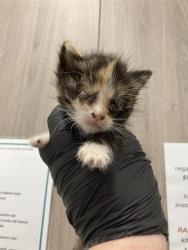 Shelter Stray Female Cat last seen Near BLOCK N FRESNO ST, FRESNO CA 93726 5522, 5277 E Airways Blvd, Fresno, CA 93727, USA