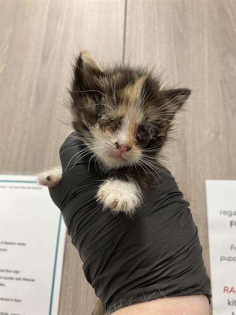 Shelter Stray Female Cat last seen Near BLOCK N FRESNO ST, FRESNO CA 93726 5522, 5277 E Airways Blvd, Fresno, CA 93727, USA