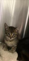 Shelter Stray Male Cat last seen Near BLOCK S MAPLE AVE, FRESNO CA 93702 3713, 5277 E Airways Blvd, Fresno, CA 93727, USA