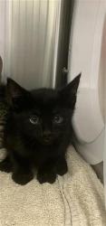 Shelter Stray Male Cat last seen Near BLOCK S MAPLE AVE, FRESNO CA 93702 3713, 5277 E Airways Blvd, Fresno, CA 93727, USA