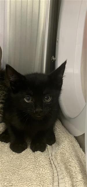 Shelter Stray Male Cat last seen Near BLOCK S MAPLE AVE, FRESNO CA 93702 3713, 5277 E Airways Blvd, Fresno, CA 93727, USA
