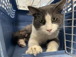 Shelter Stray Male Cat last seen Near BLOCK N DIANA ST FRESNO CA, 5277 E Airways Blvd, Fresno, CA 93727, USA