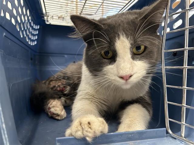 Shelter Stray Male Cat last seen Near BLOCK N DIANA ST FRESNO CA, 5277 E Airways Blvd, Fresno, CA 93727, USA