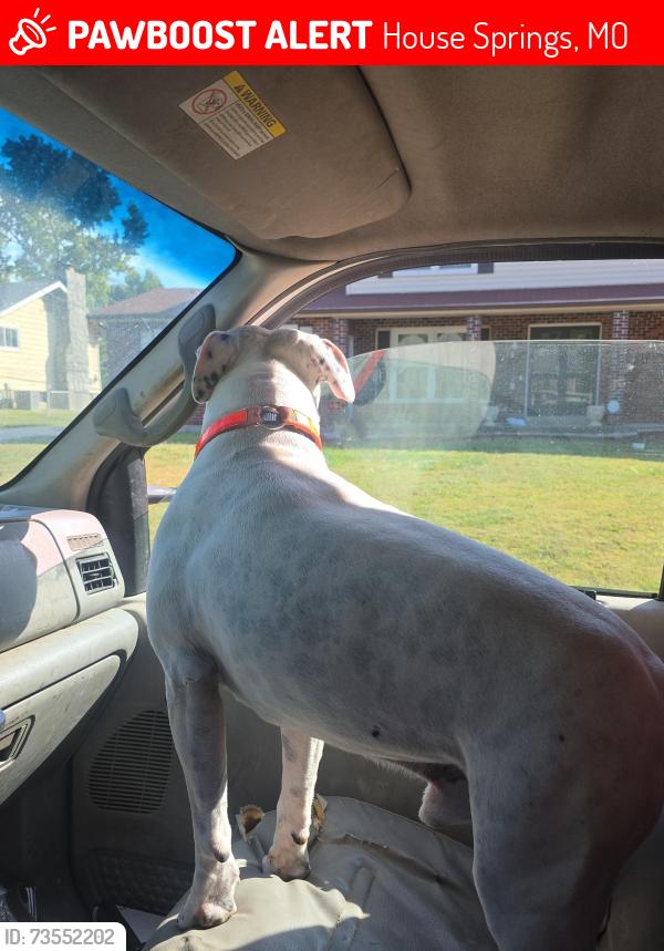 Lost Male Dog last seen Hwy 30, House Springs, MO 63051